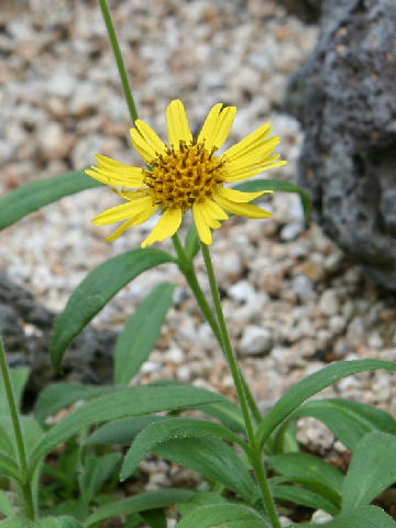 Arnica unalaschcensis var. unalaschcensis