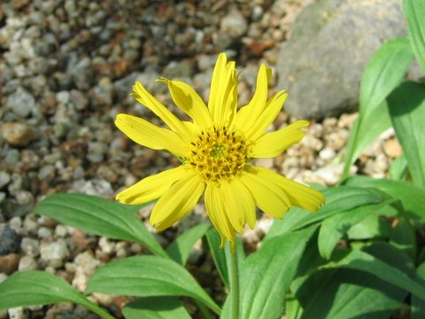 Arnica unalaschcensis var. unalaschcensis