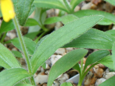 Arnica unalaschcensis var. unalaschcensis