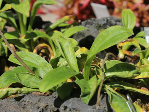 Arnica unalaschcensis var. unalaschcensis