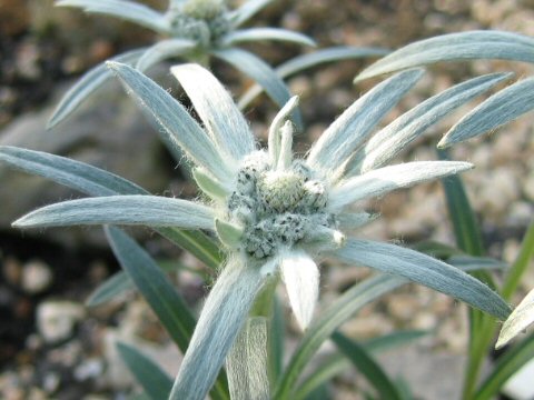 Leontopodium discolor