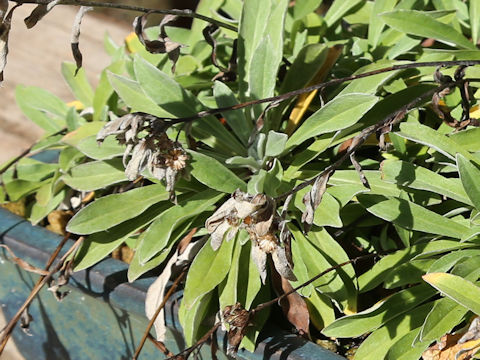 Leontopodium discolor