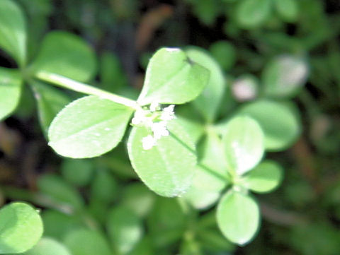 Galium kamtschaticum