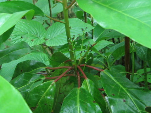 Daphniphylum macropodum var. humile