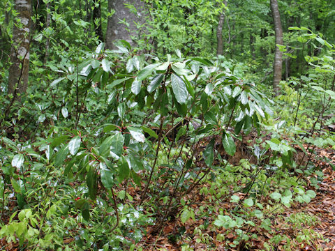 Daphniphylum macropodum var. humile