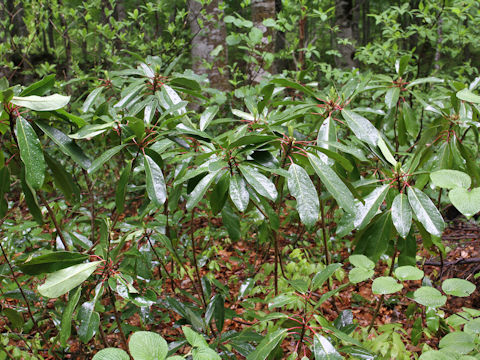 Daphniphylum macropodum var. humile