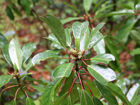 Daphniphylum macropodum var. humile