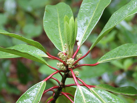 Daphniphylum macropodum var. humile