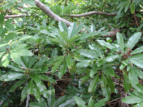 Daphniphylum macropodum var. humile