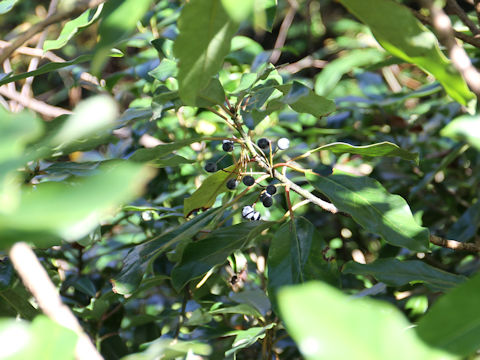 Daphniphylum macropodum var. humile