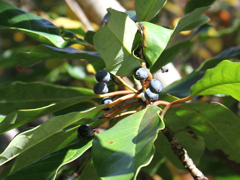 Daphniphylum macropodum var. humile