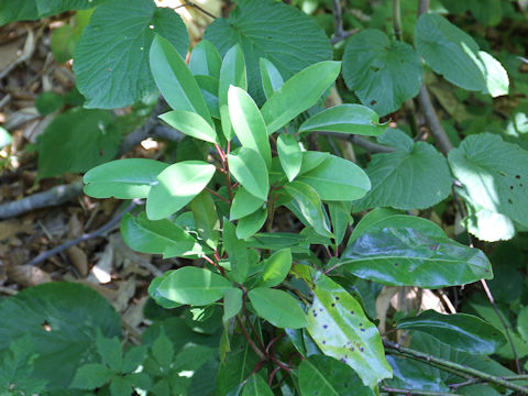 Daphniphylum macropodum var. humile