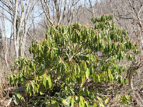 Daphniphylum macropodum var. humile