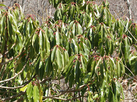 Daphniphylum macropodum var. humile