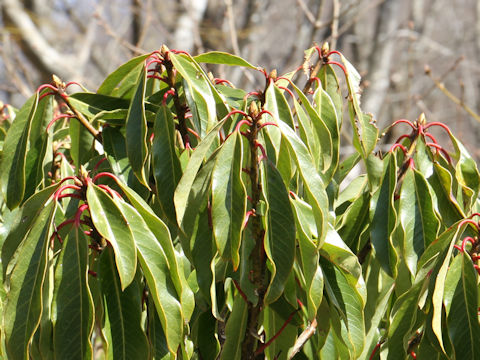 Daphniphylum macropodum var. humile