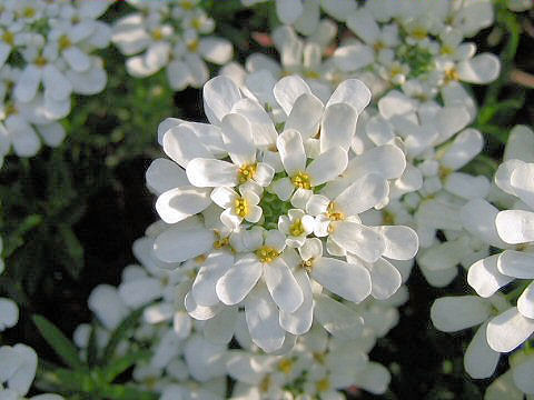 Iberis sempervirens