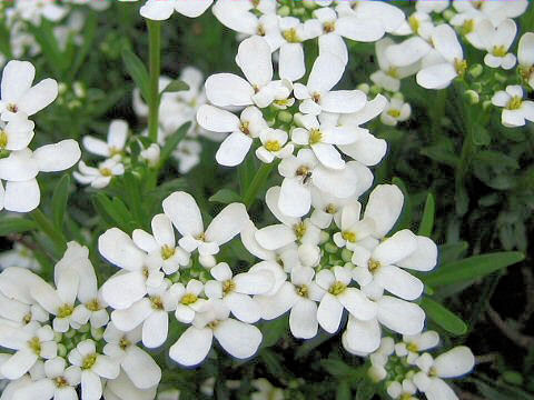 Iberis sempervirens