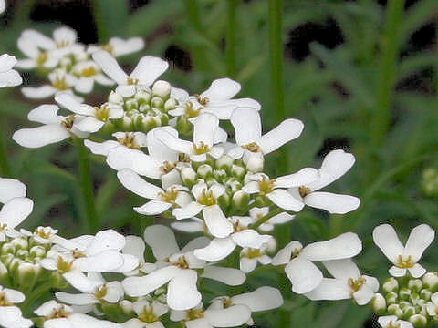 Iberis sempervirens