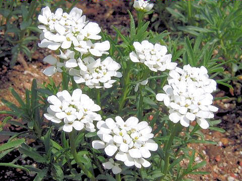 Iberis sempervirens