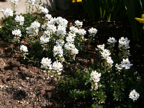 Iberis sempervirens