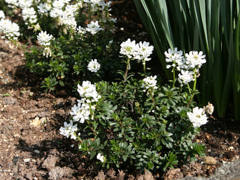 Iberis sempervirens