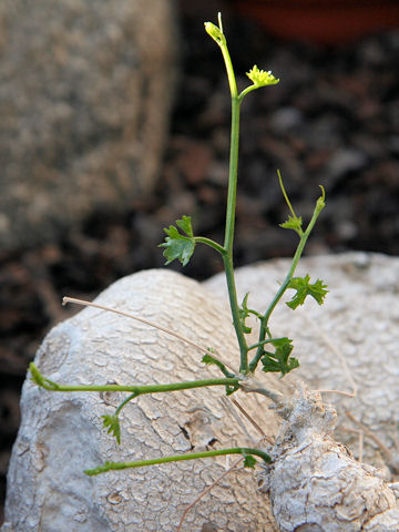 Ibervillea sonorae