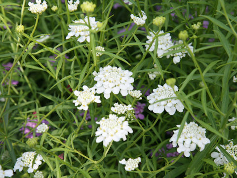 Iberis umbellata