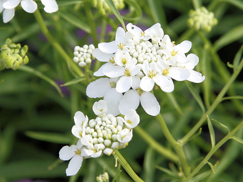 Iberis umbellata