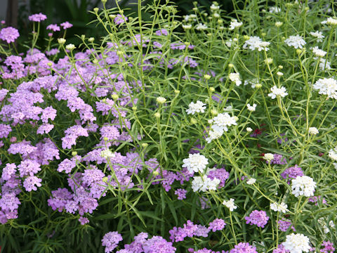 Iberis umbellata