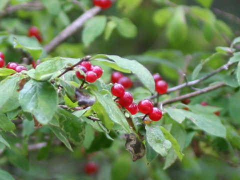 Lonicera demissa