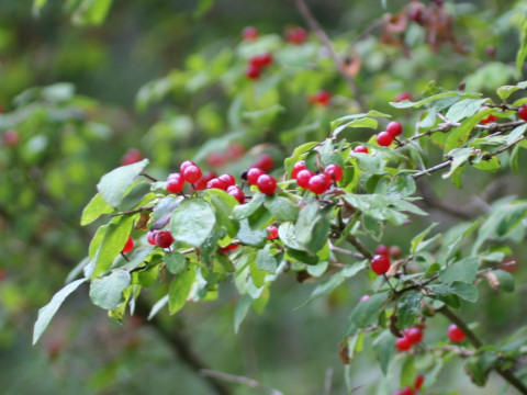 Lonicera demissa