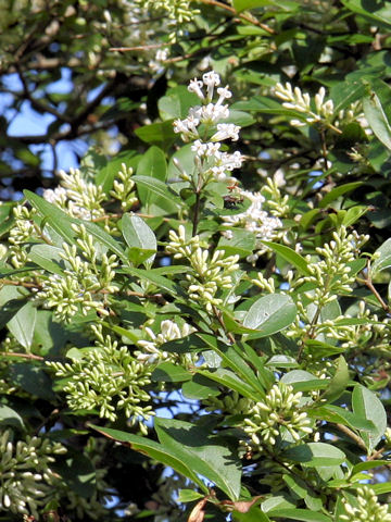 Ligustrum obtusifolium