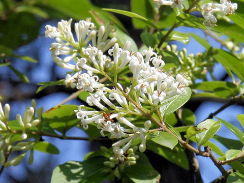 Ligustrum obtusifolium