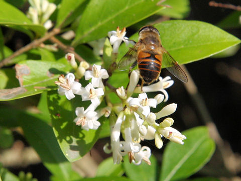 Ligustrum obtusifolium