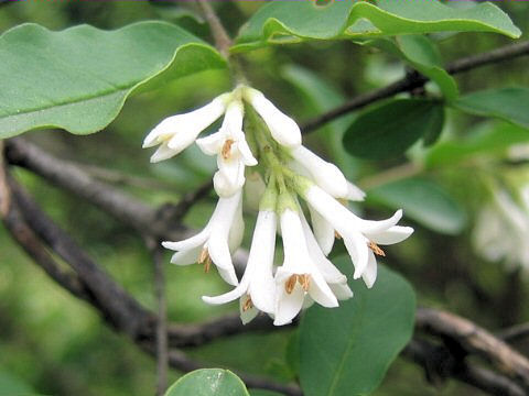 Ligustrum obtusifolium