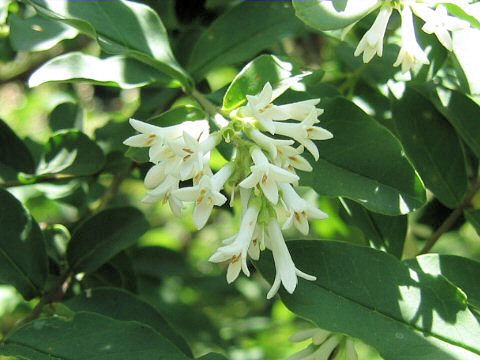 Ligustrum obtusifolium