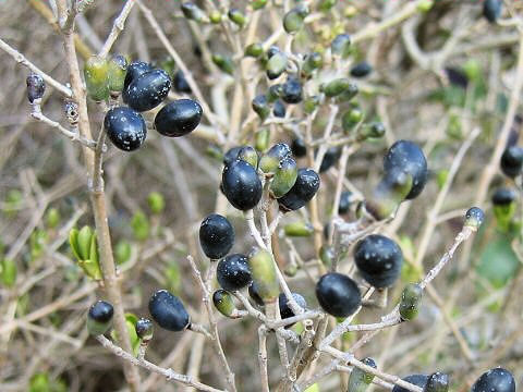 Ligustrum obtusifolium