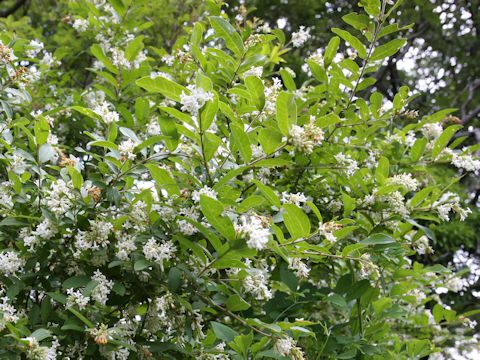 Ligustrum obtusifolium