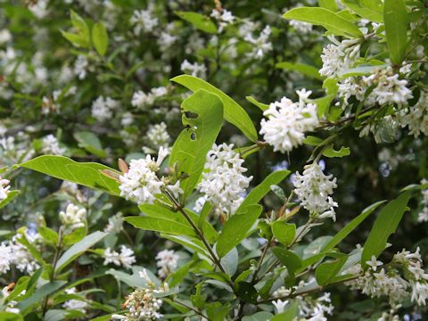 Ligustrum obtusifolium