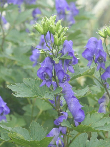 Aconitum japonicum var. ibukiense