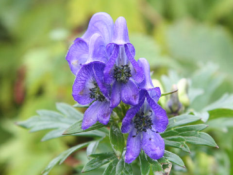 Aconitum japonicum var. ibukiense