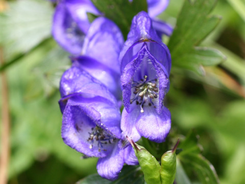 Aconitum japonicum var. ibukiense