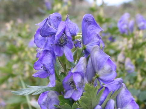 Aconitum japonicum var. ibukiense