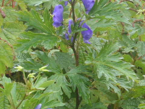 Aconitum japonicum var. ibukiense