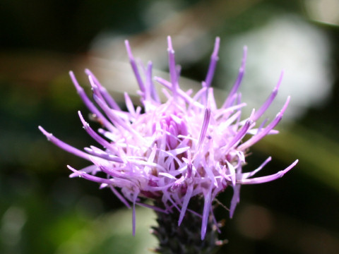 Cirsium confertissimum var. herbicola