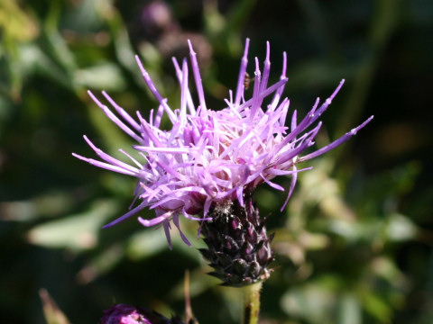 Cirsium confertissimum var. herbicola