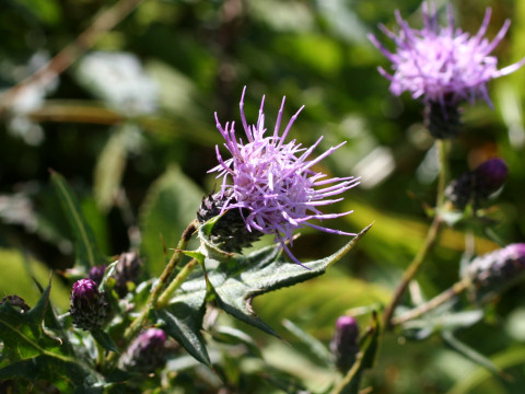 Cirsium confertissimum var. herbicola