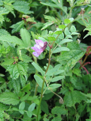 Vicia sepium