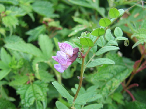 Vicia sepium