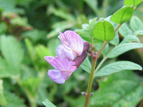 Vicia sepium